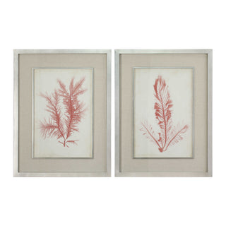 Coral Sea Feathers Framed Prints